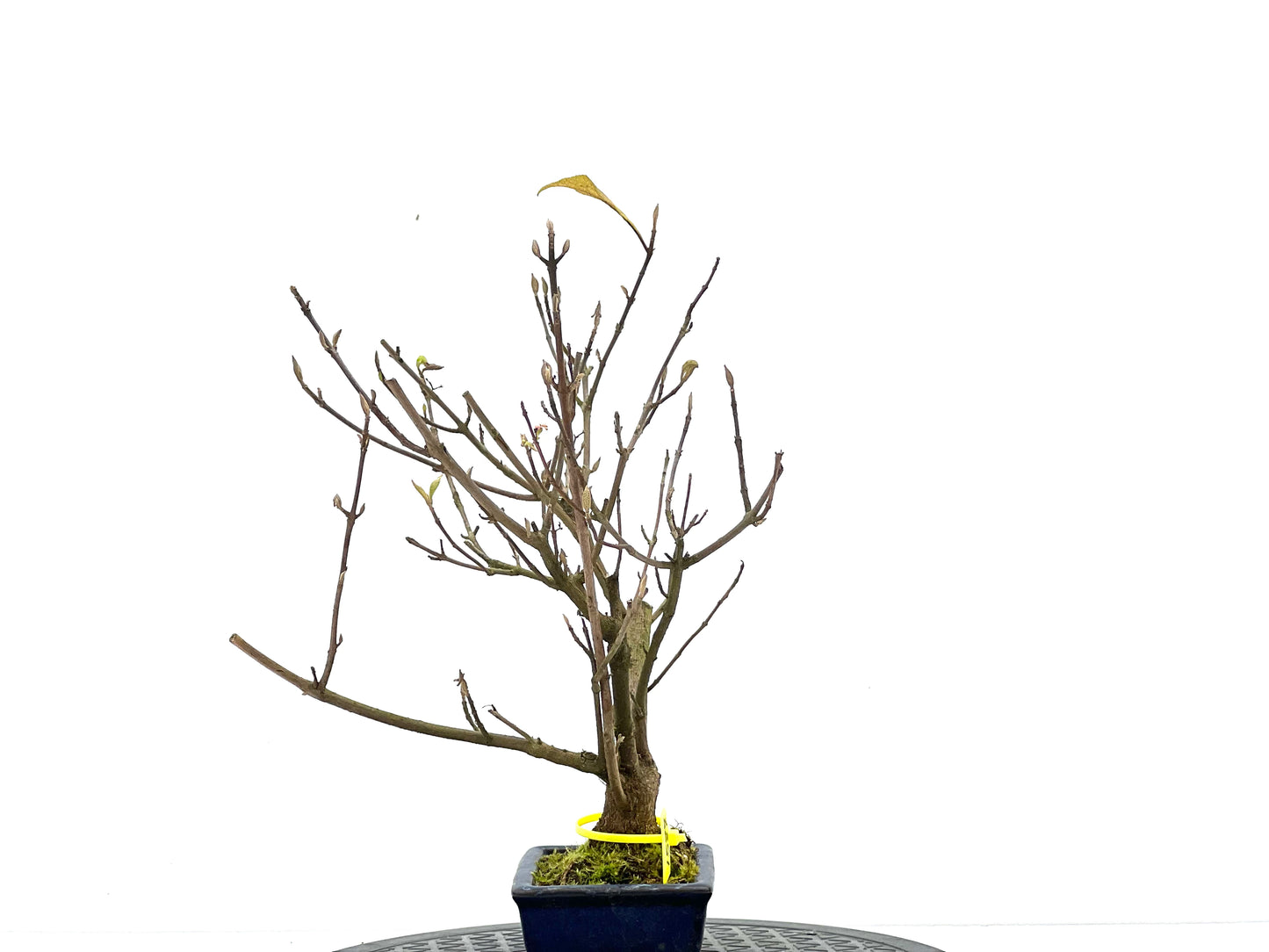 Callicarpa Japónica 1587