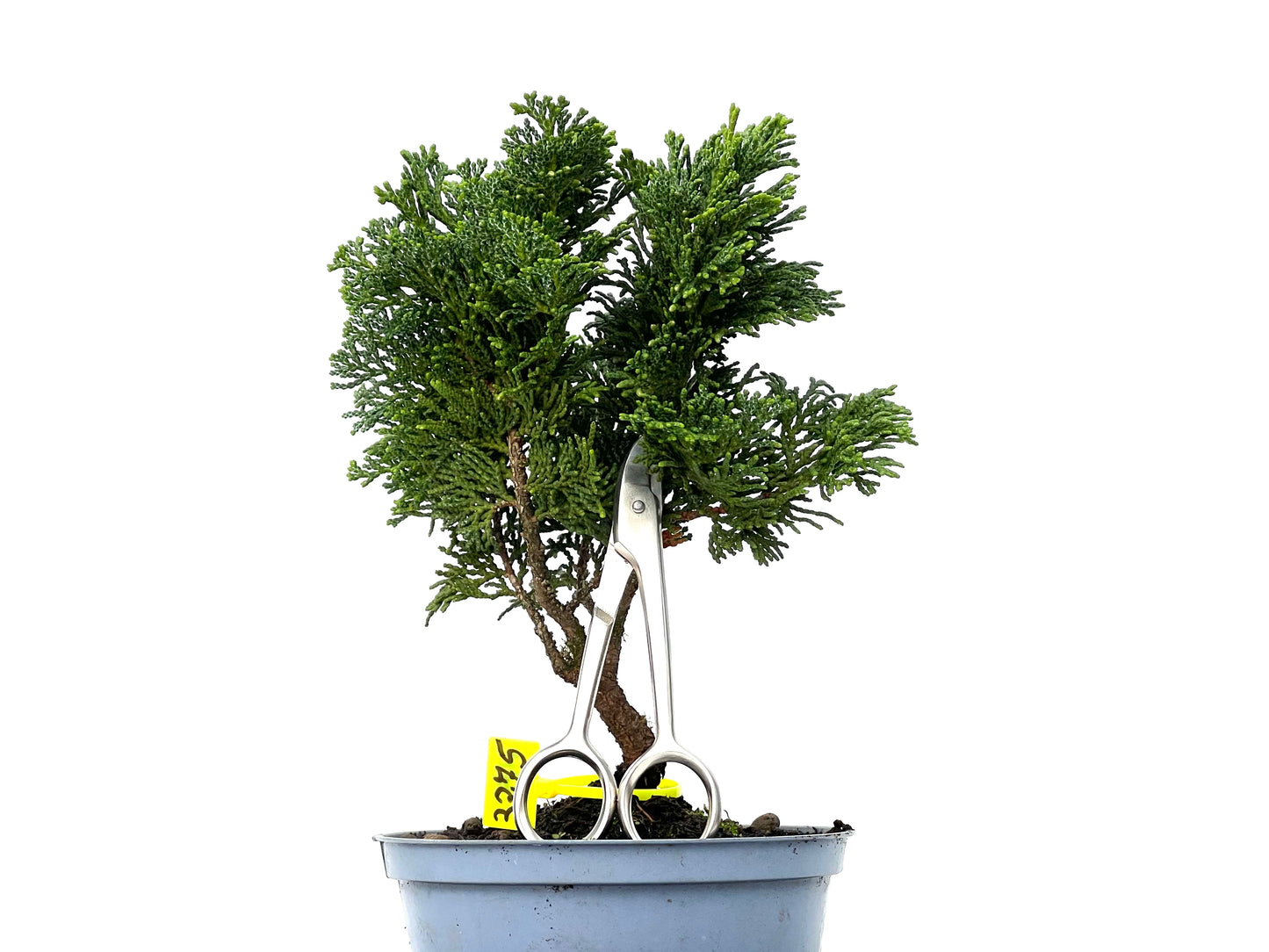 Chamaecyparis Obtusa Nana 3275