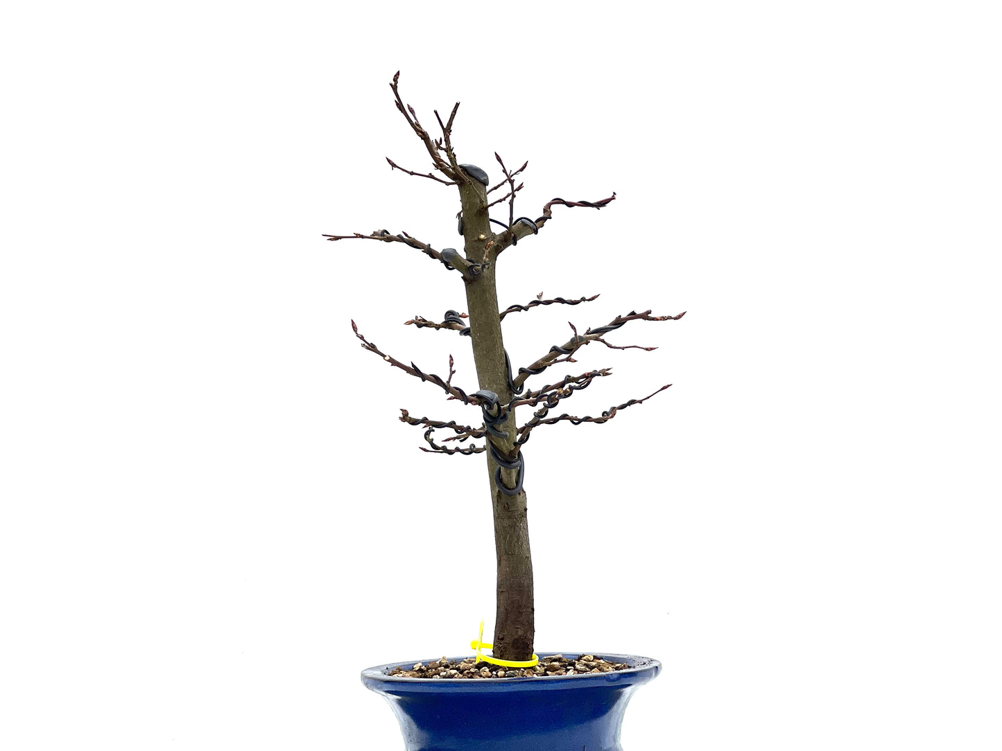 Carpinus Betulus 1827