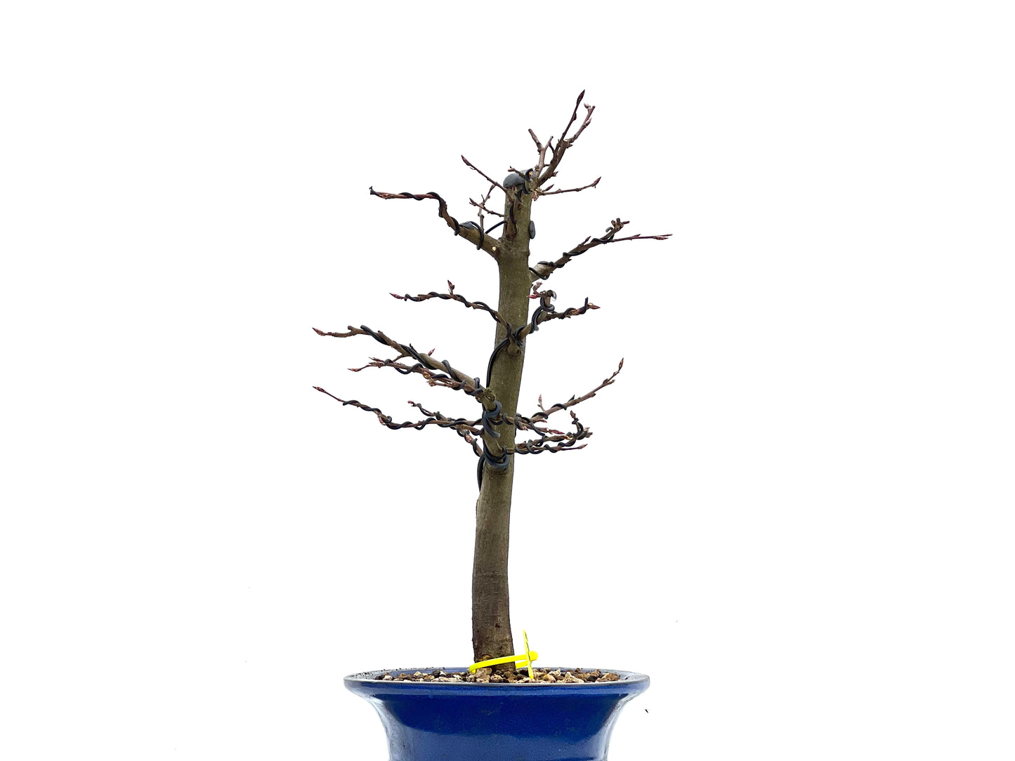 Carpinus Betulus 1827