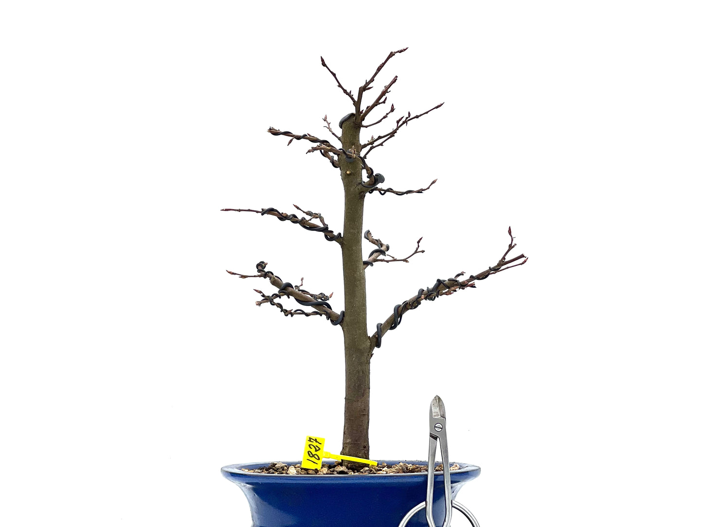 Carpinus Betulus 1827