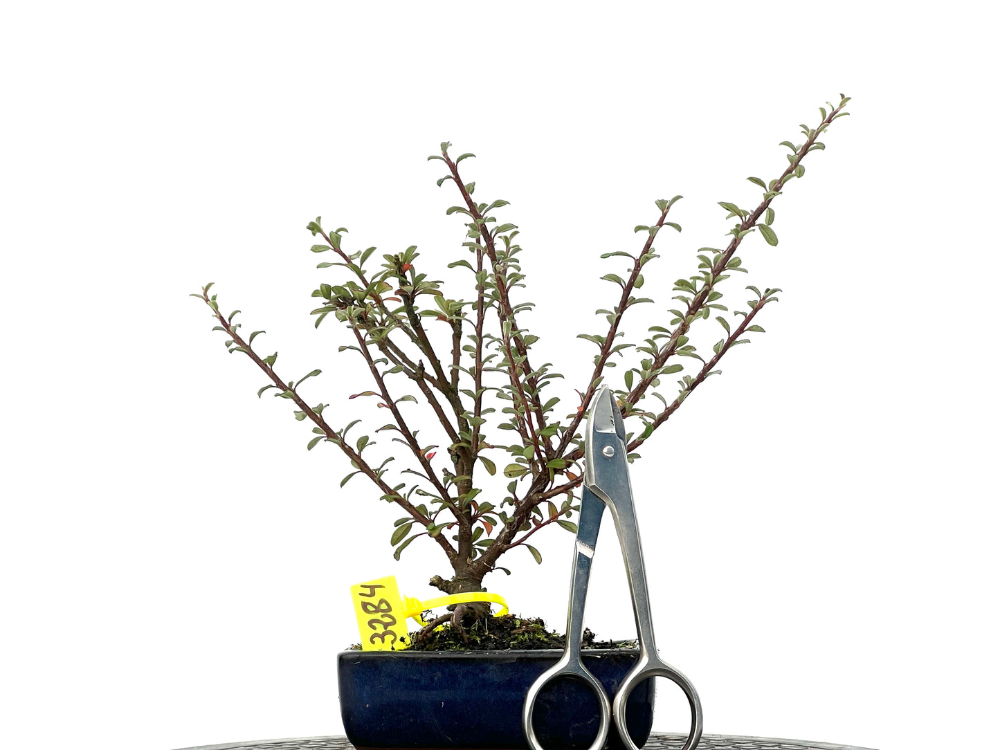 Cotoneaster Microphyllus 3284