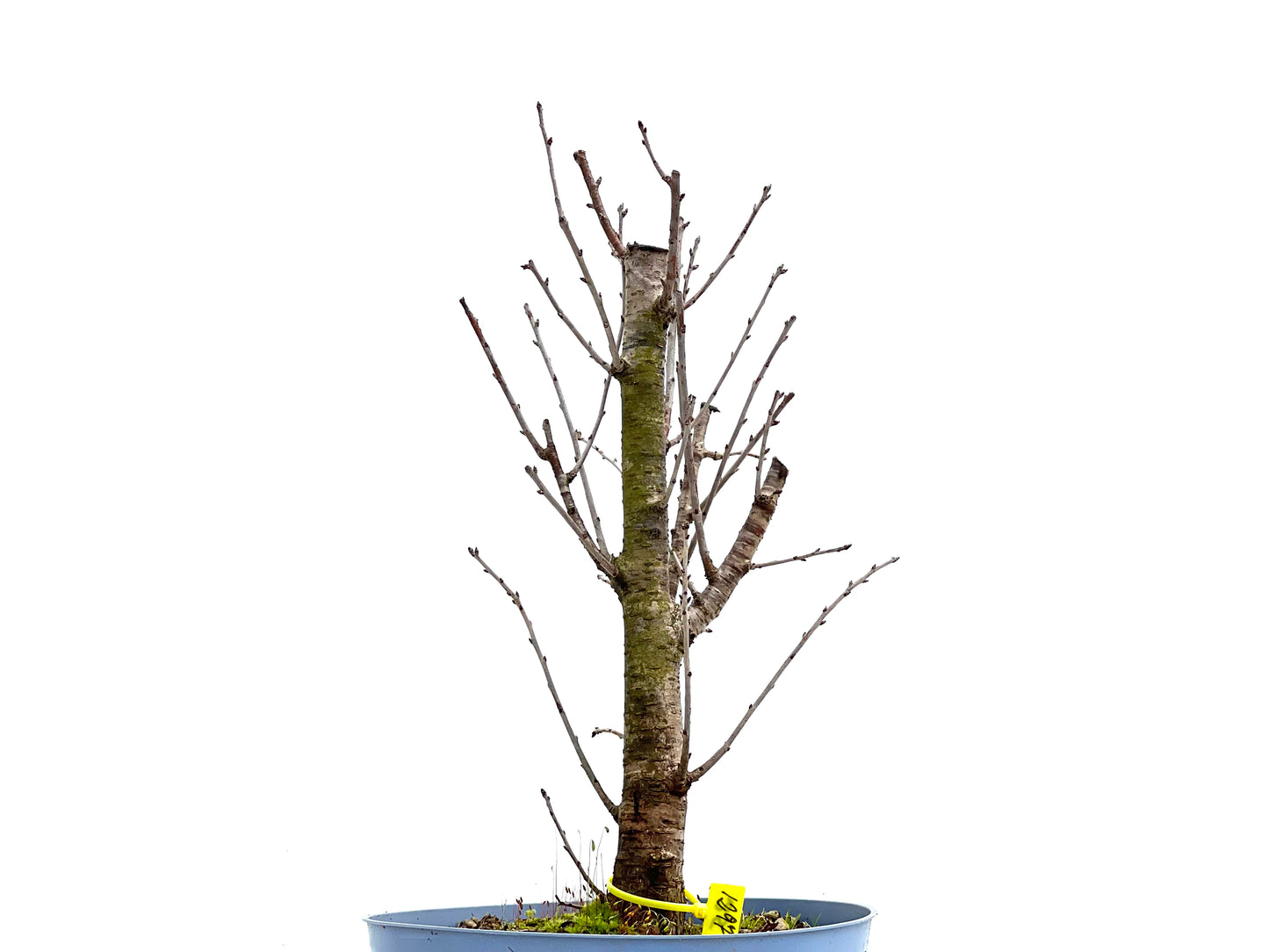 Prunus Mahaleb 1297