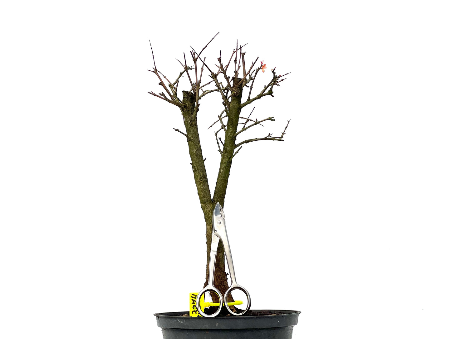 Punica Granatum Nana 3274
