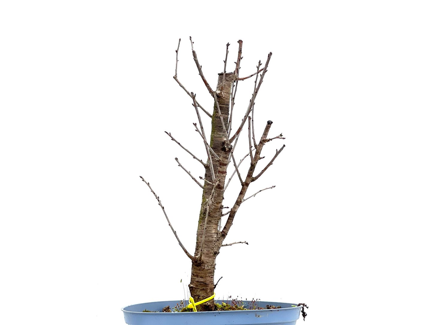 Prunus Mahaleb 1297