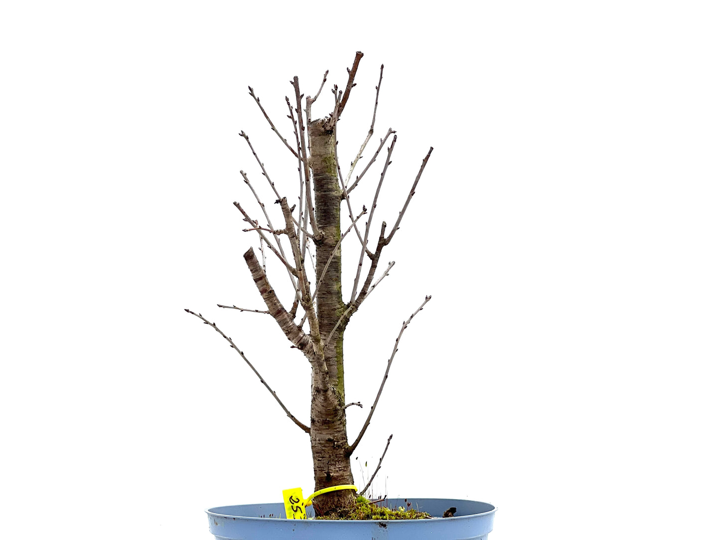 Prunus Mahaleb 1297