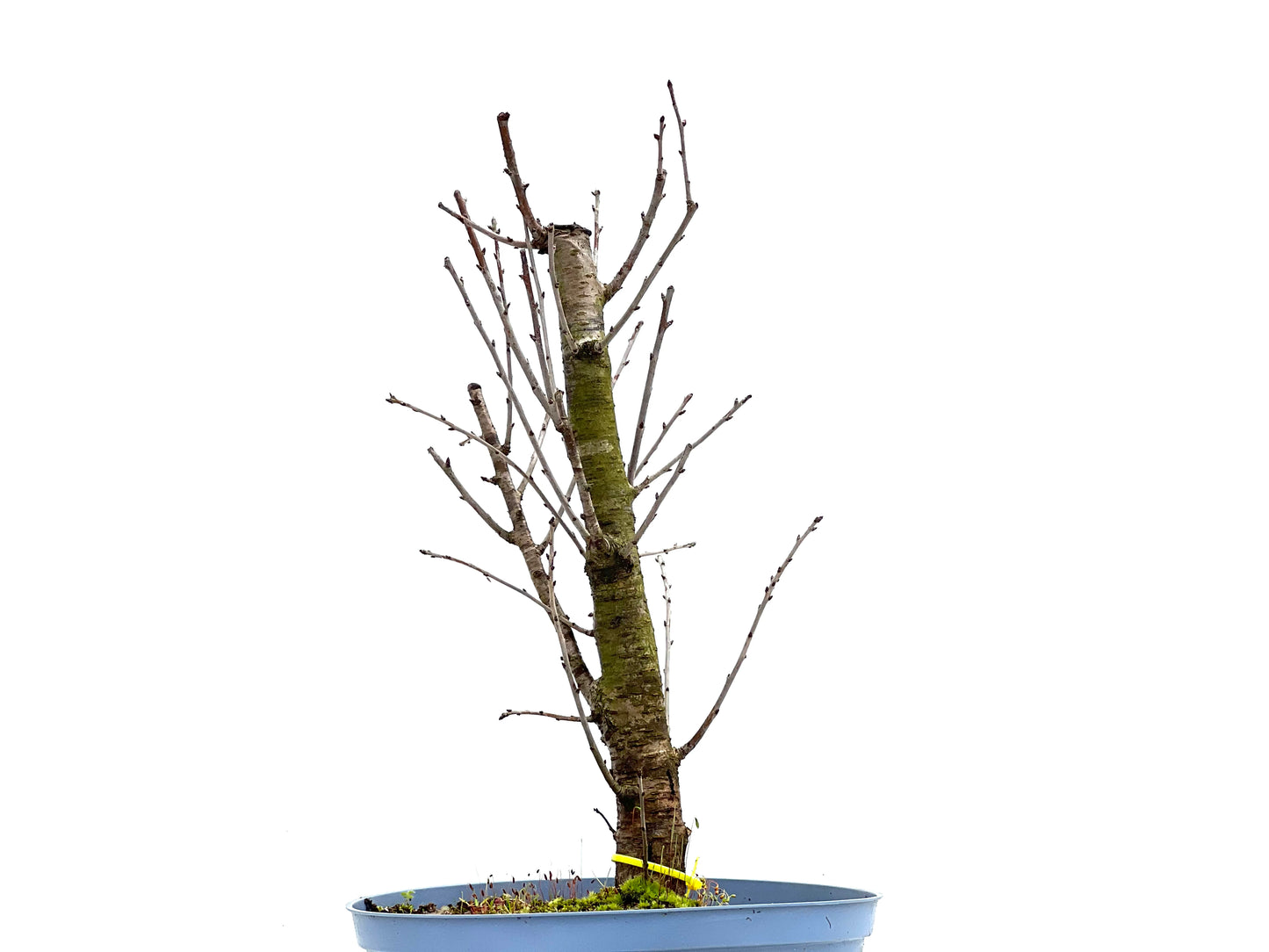 Prunus Mahaleb 1297