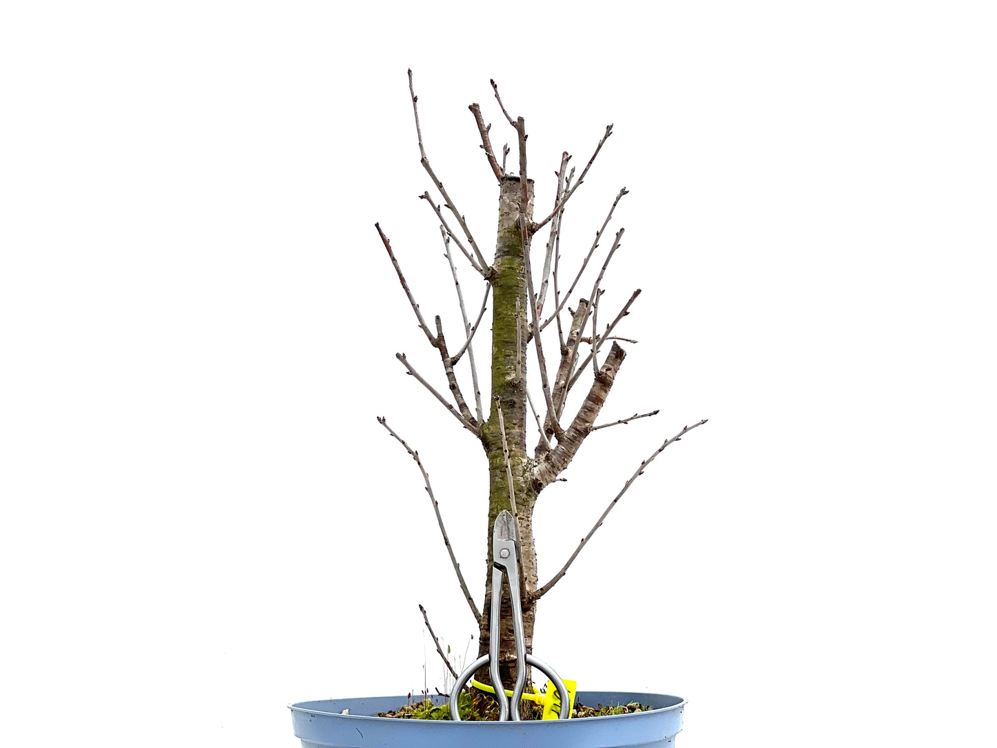 Prunus Mahaleb 1297