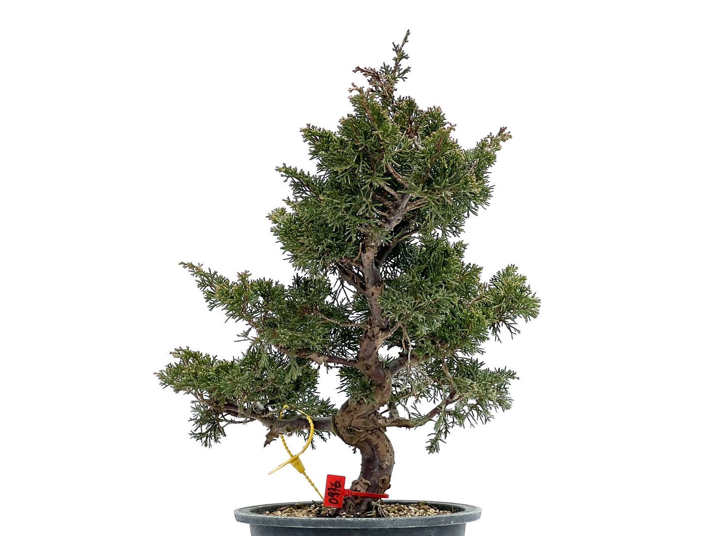 Juniperus Chinensis Itoigawa 0976