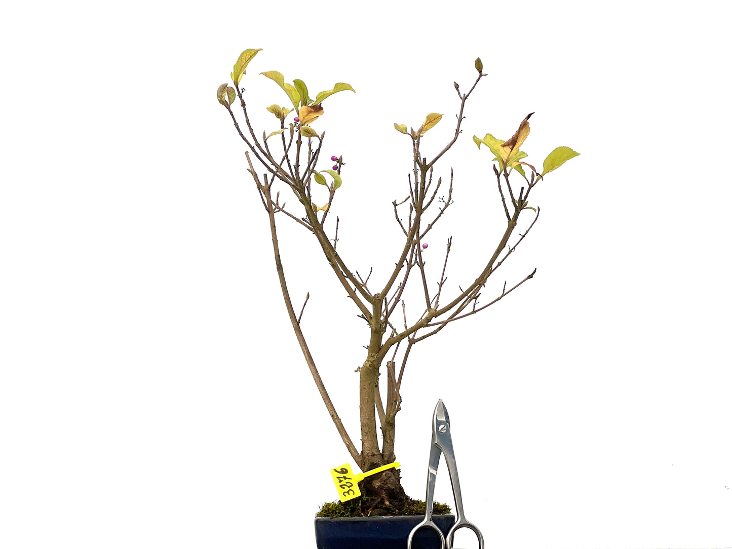 Callicarpa Japonica 3276