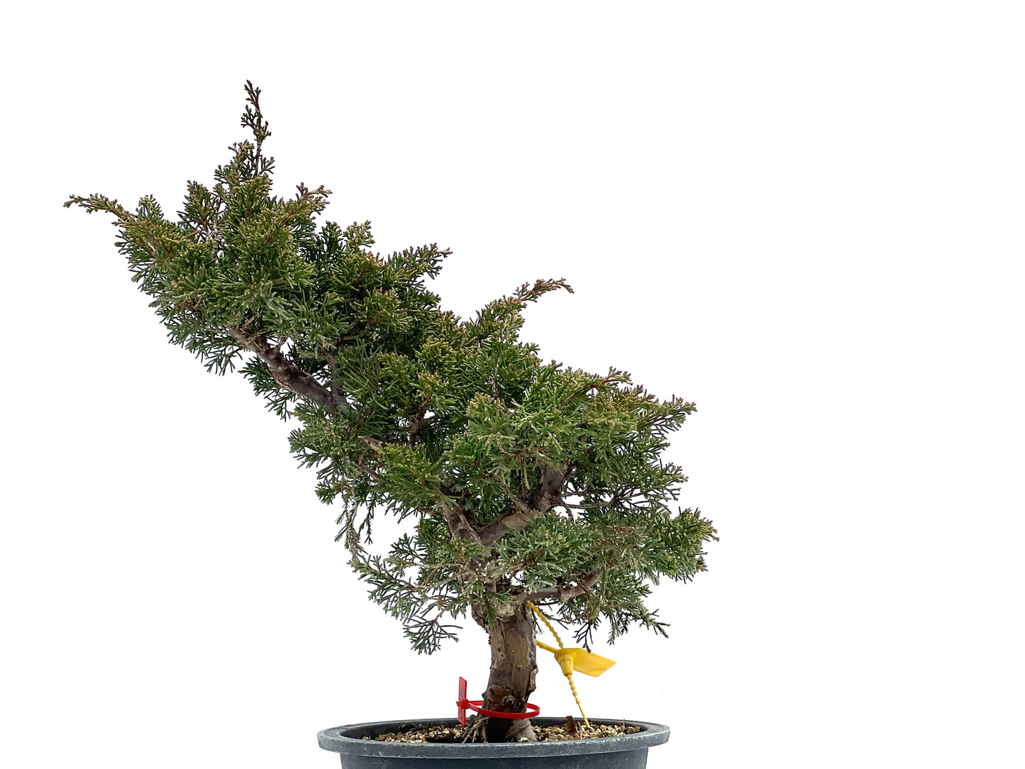 Juniperus Chinensis Itoigawa 0976