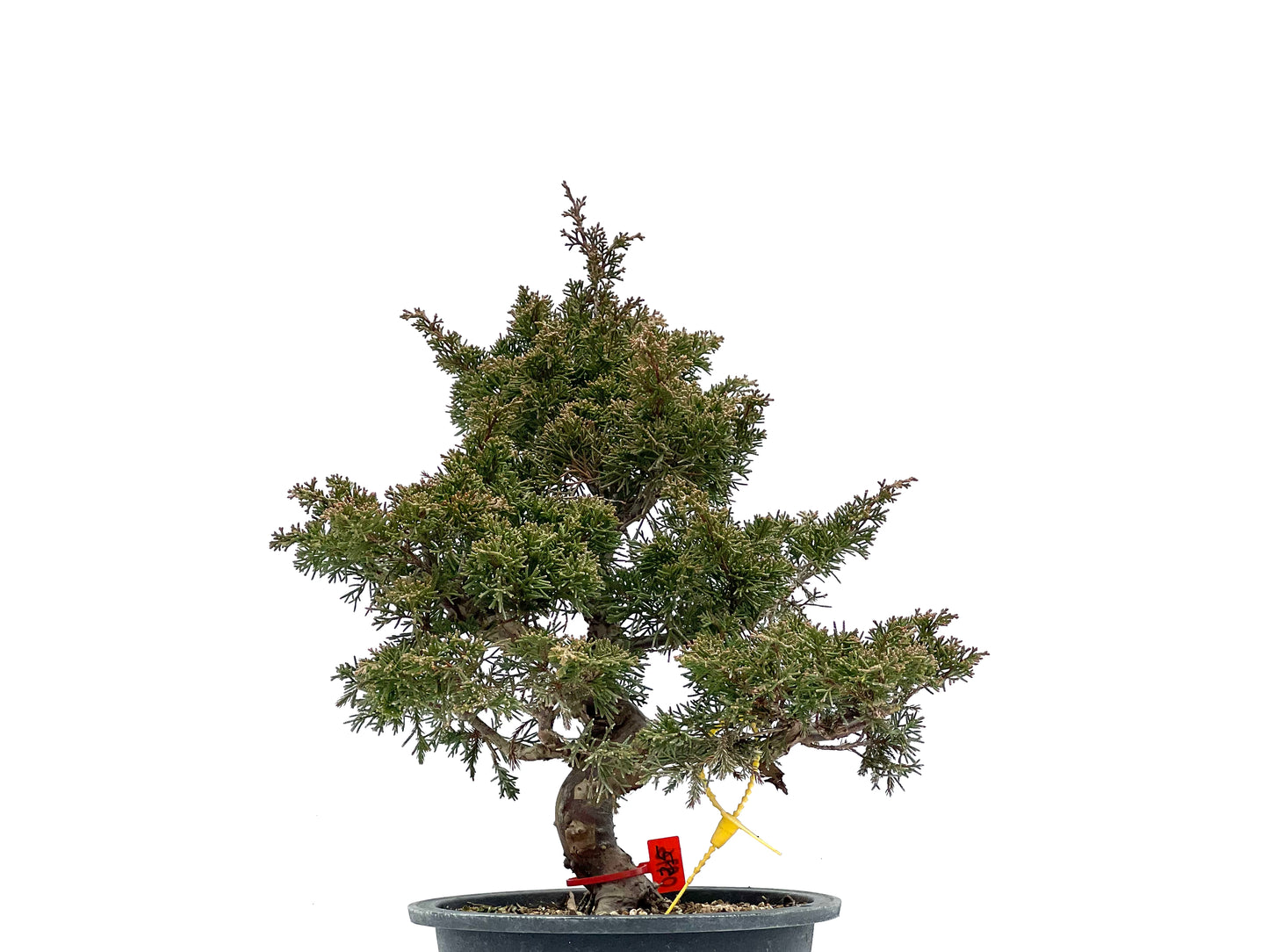 Juniperus Chinensis Itoigawa 0976