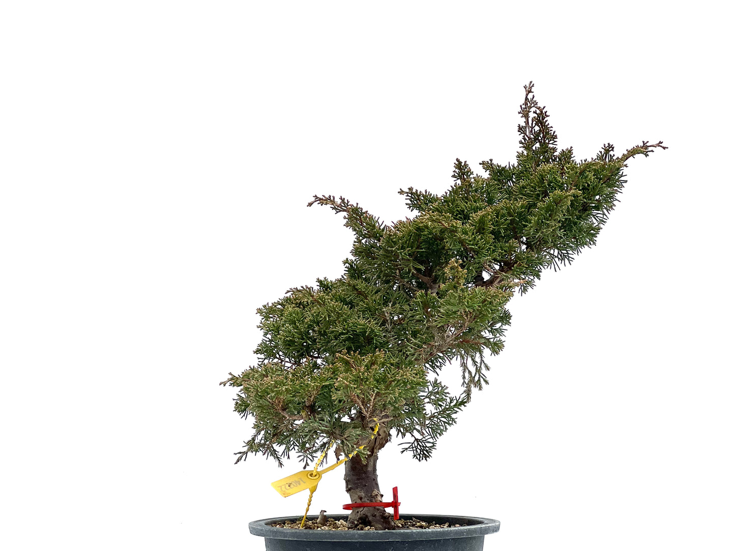 Juniperus Chinensis Itoigawa 0976