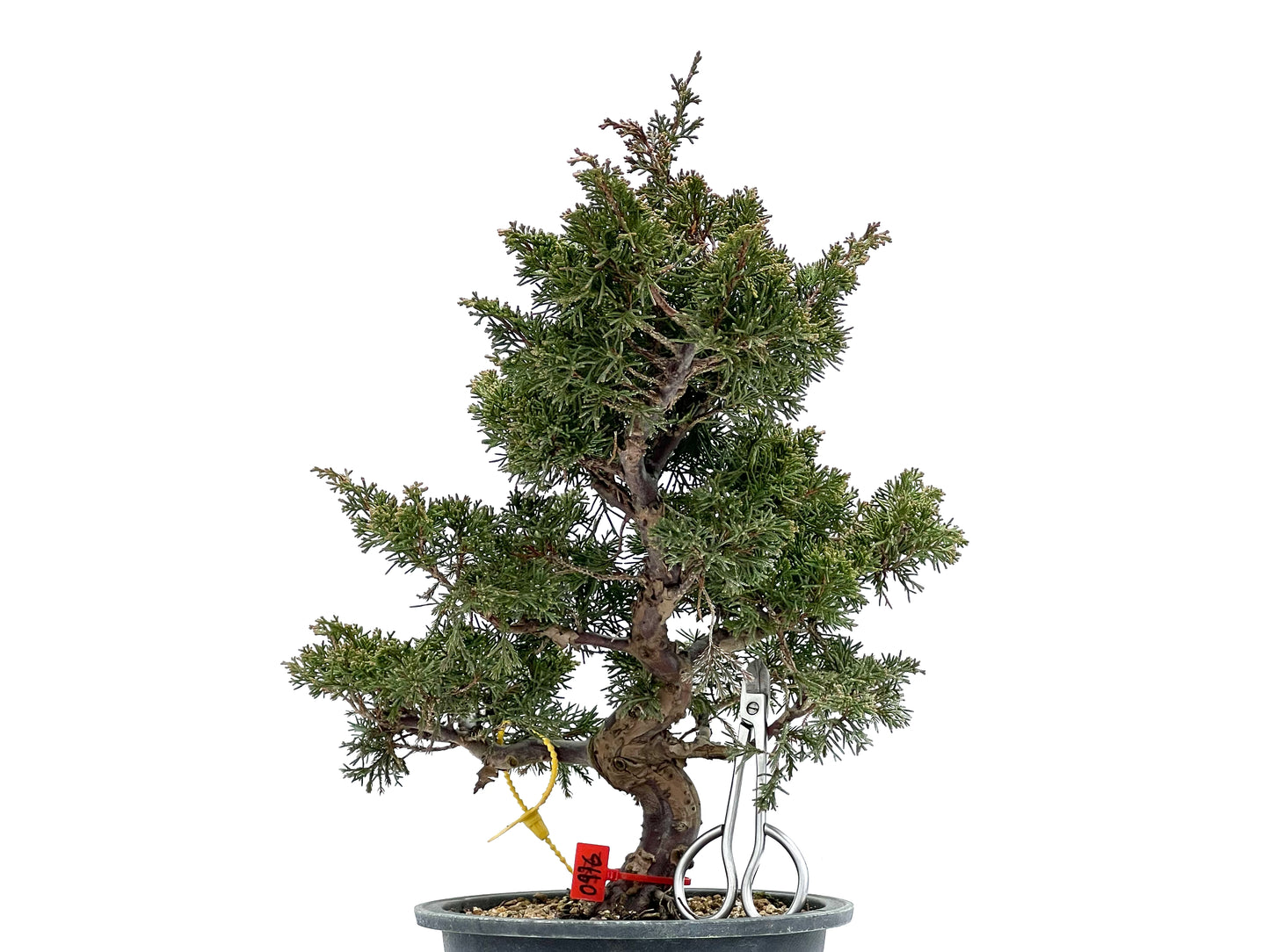 Juniperus Chinensis Itoigawa 0976