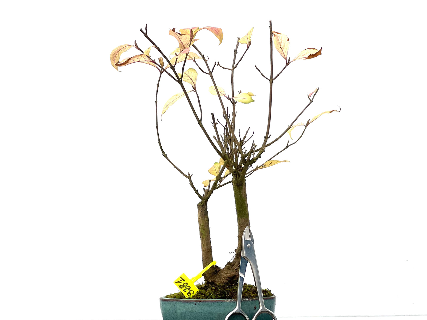 Callicarpa Japonica 3281