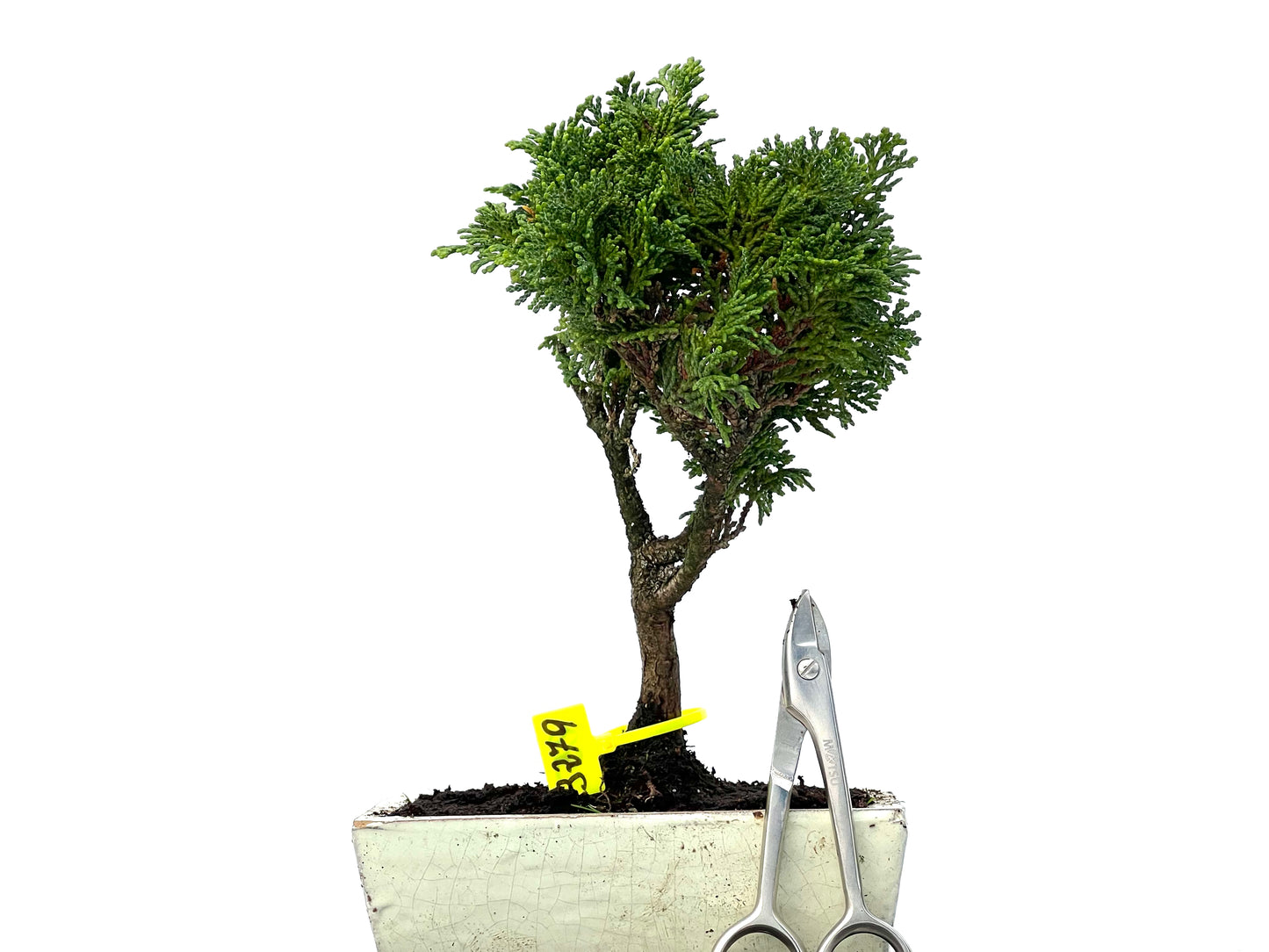 Chamaecyparis Obtusa Nana 3279