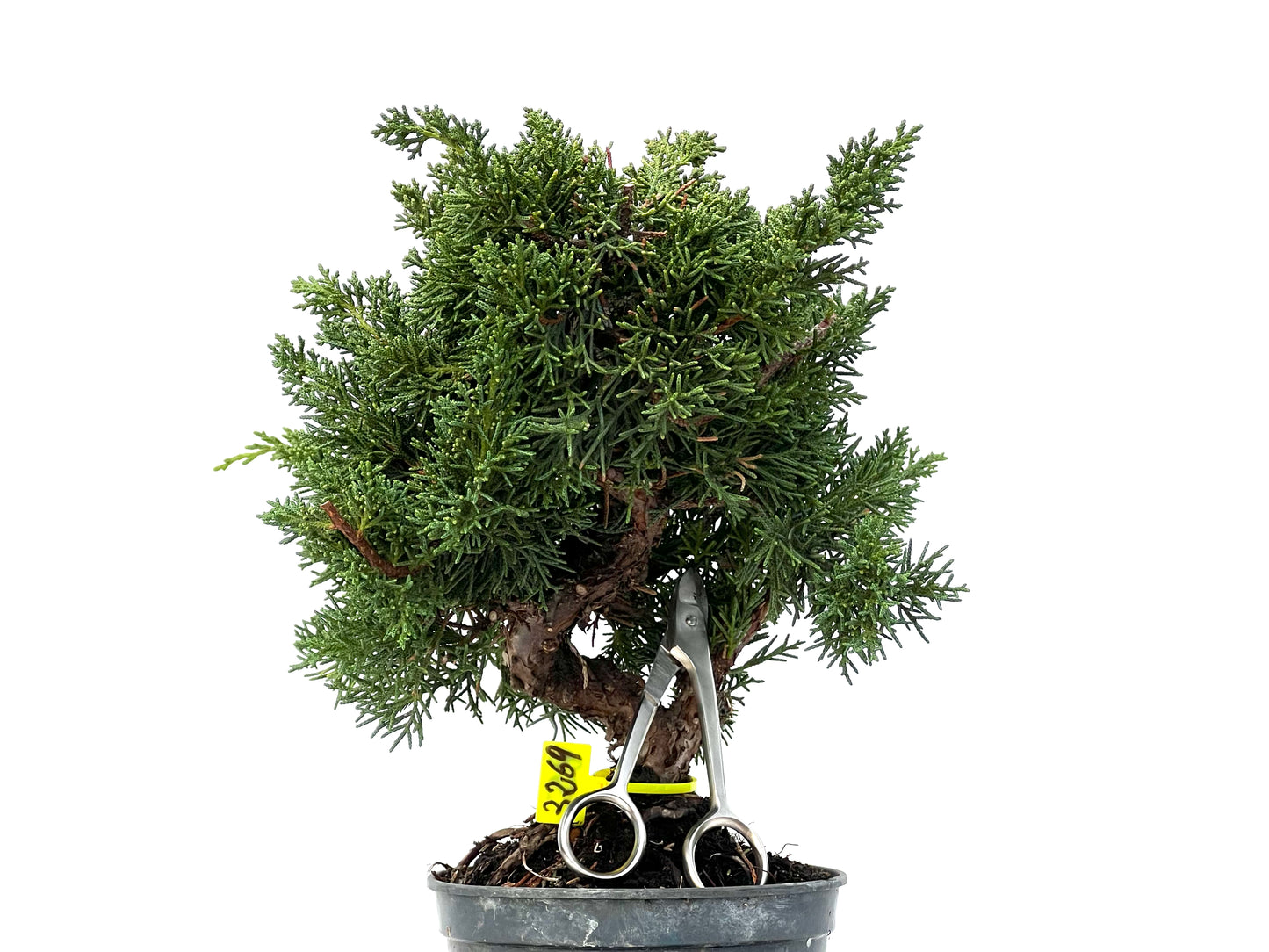 Juniperus Chinensis Kyushu 3269