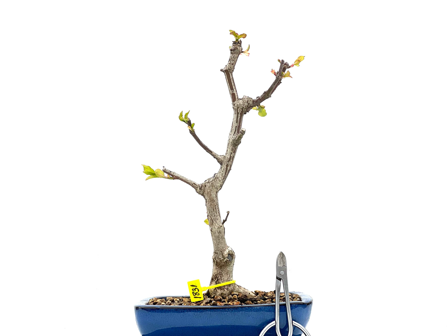 Euonymus Europaeus 1831