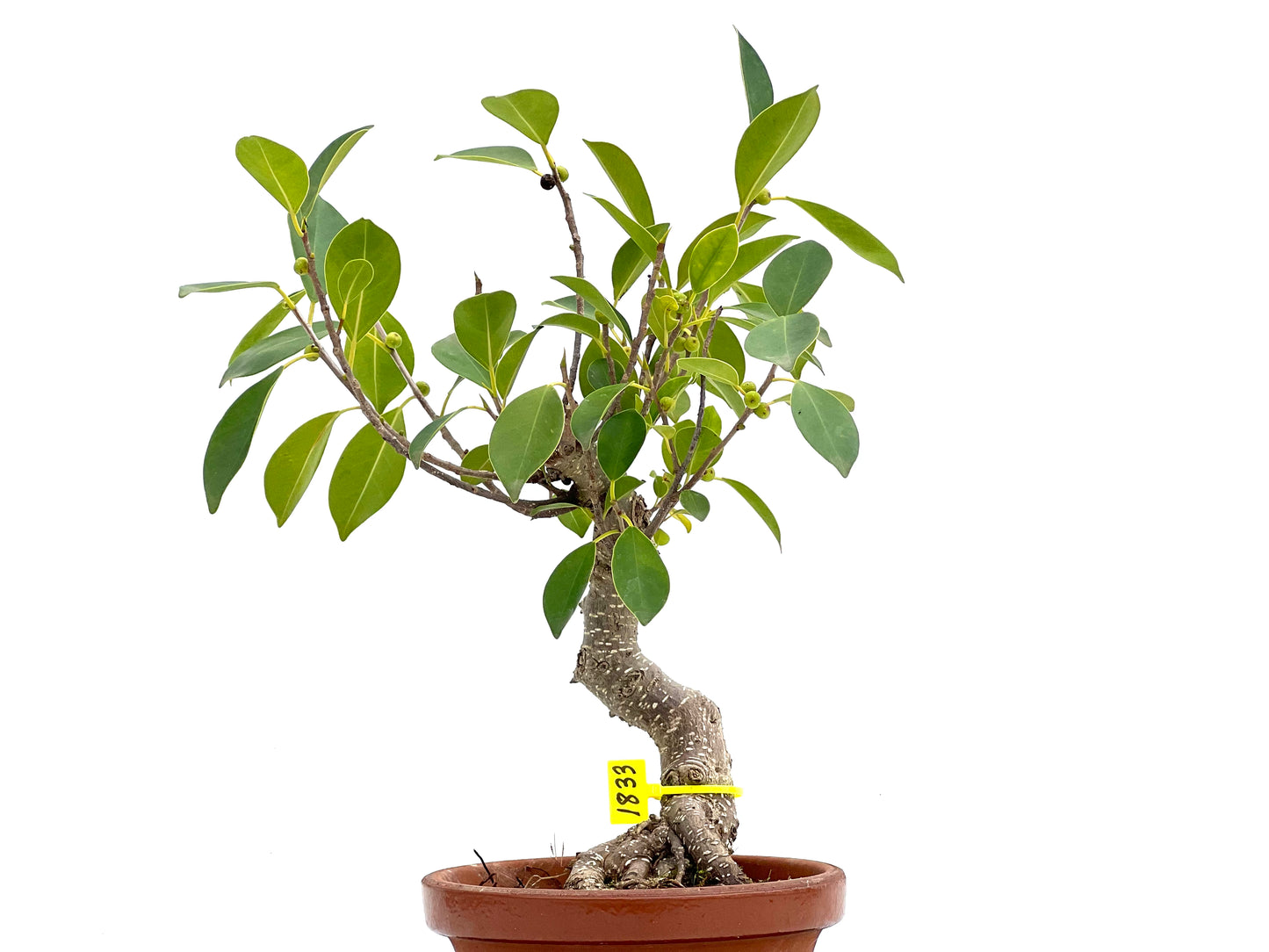 Ficus Retusa 1833