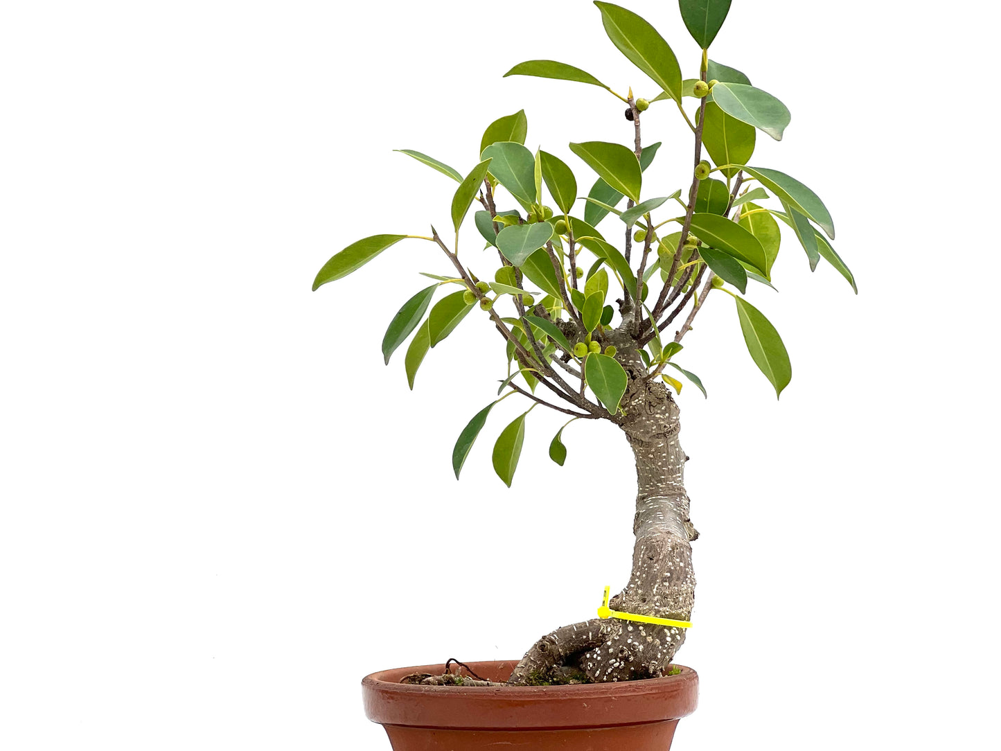 Ficus Retusa 1833