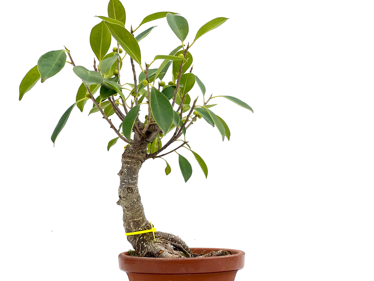 Ficus Retusa 1833