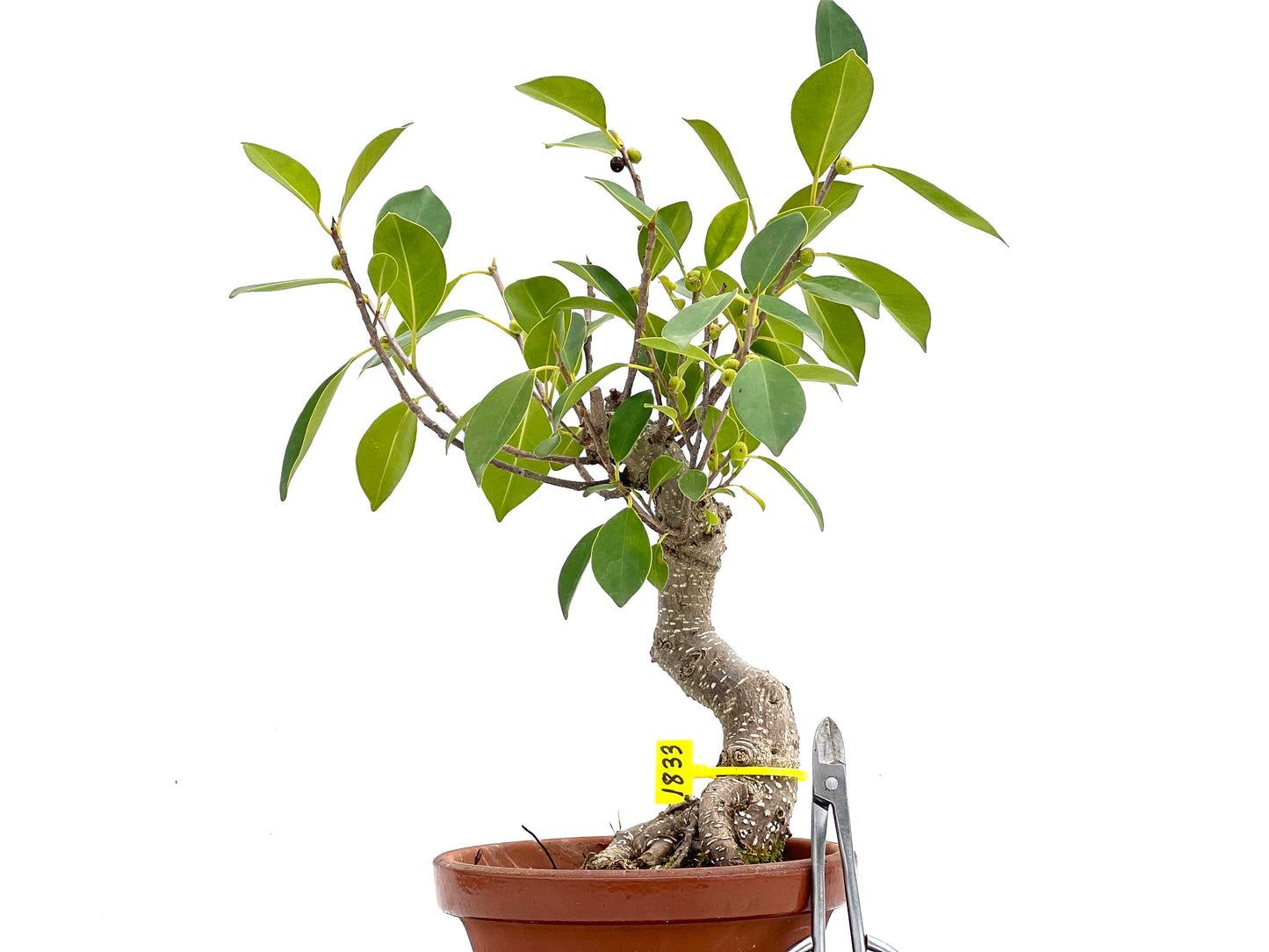 Ficus Retusa 1833