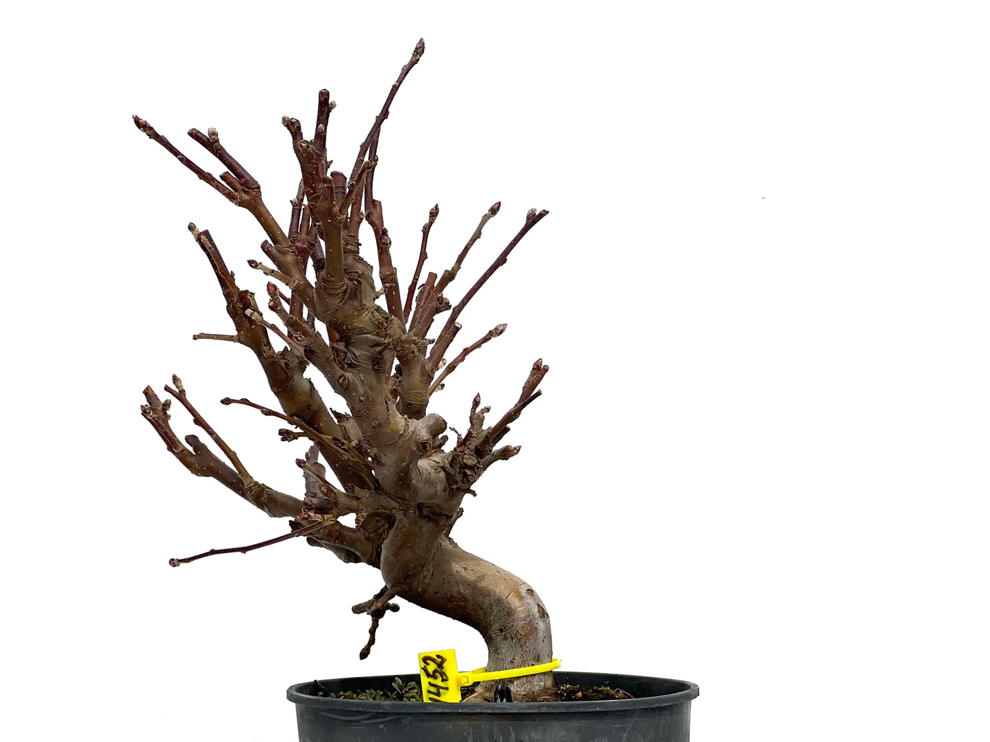 Malus 1452