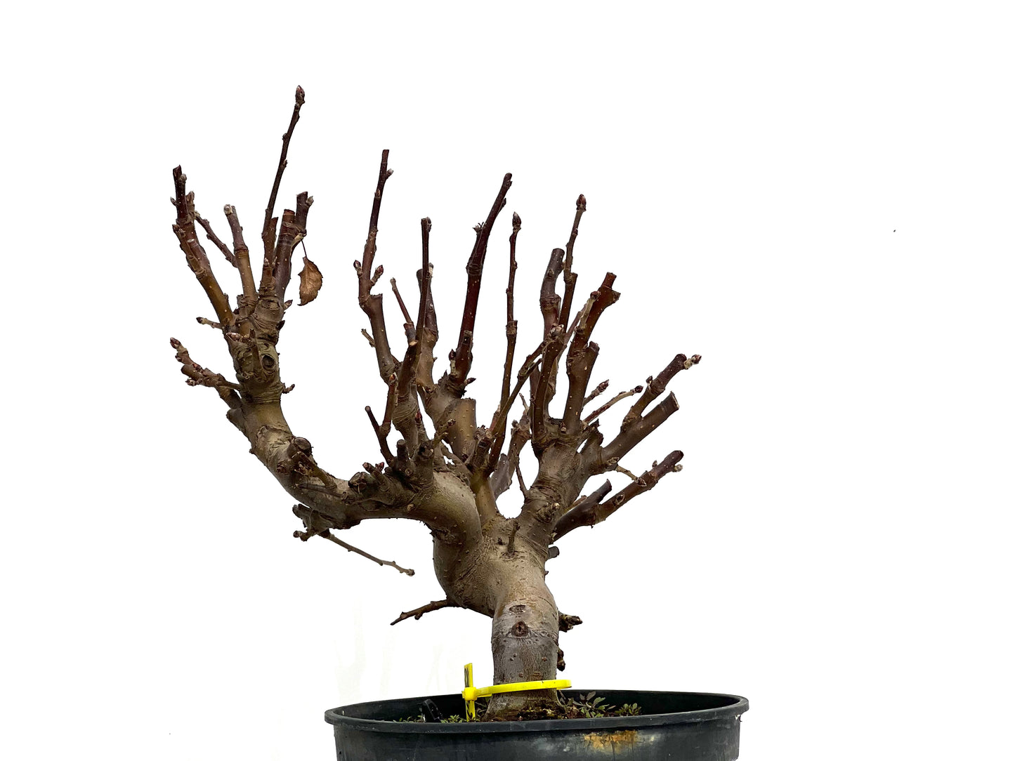 Malus 1452