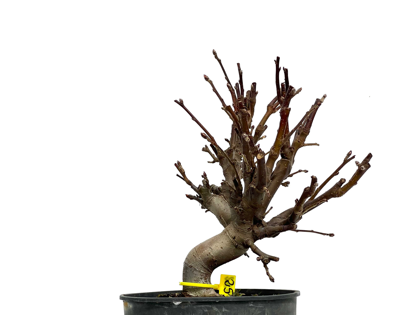 Malus 1452