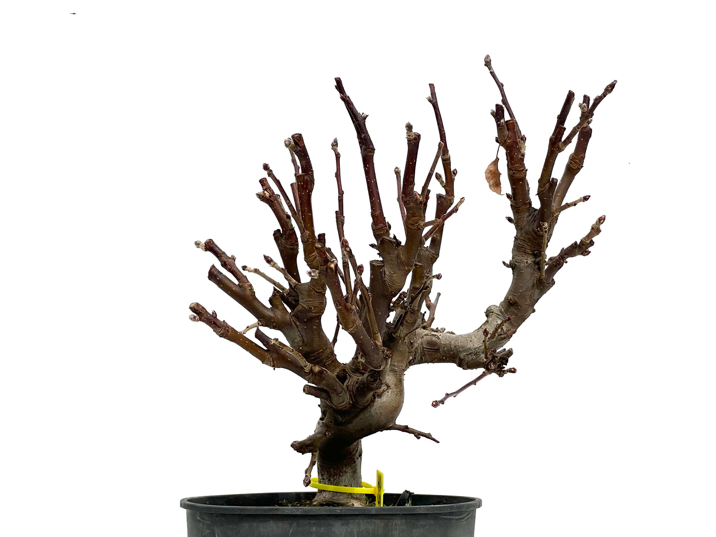 Malus 1452