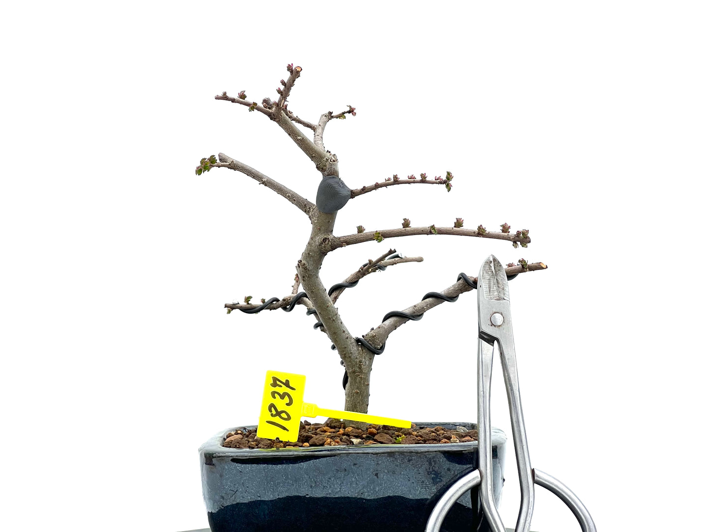 Ulmus Parvifolia 1837