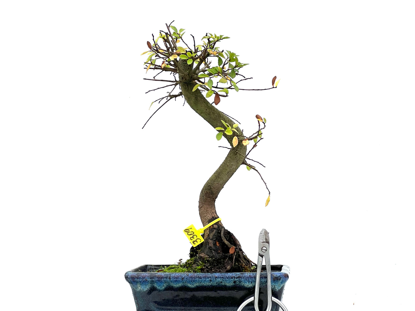 Ulmus Parvifolia 3309