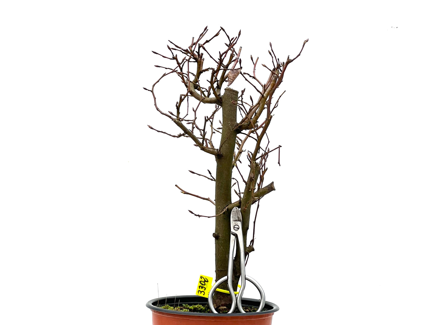 Carpinus Betulus 3302
