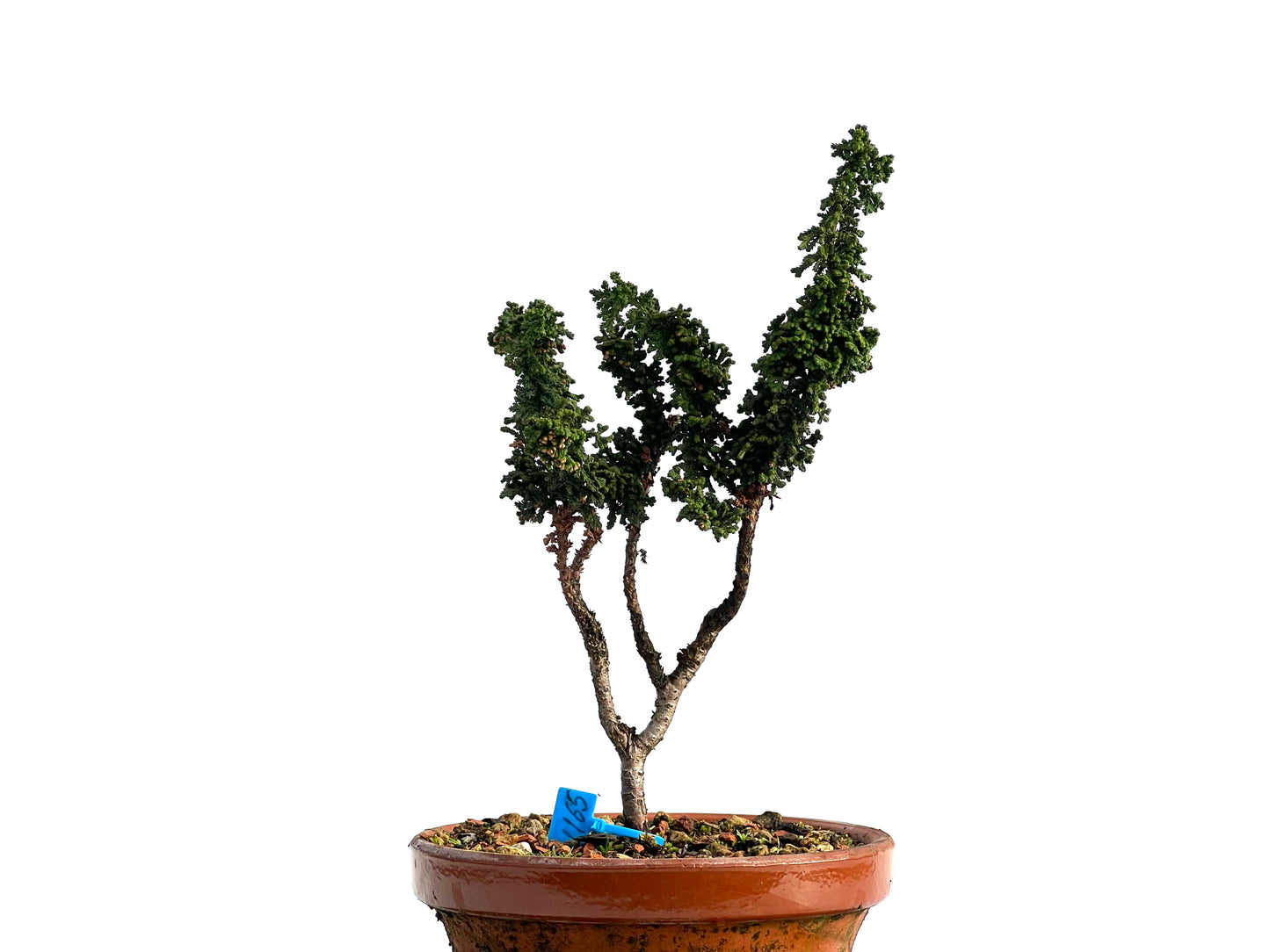 Sekka Hinoki 1165