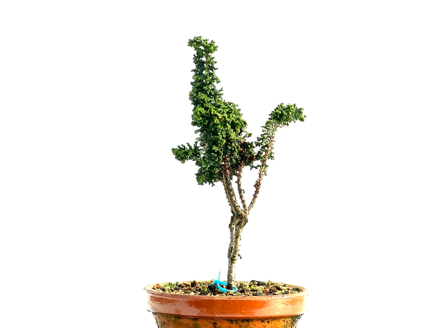 Sekka Hinoki 1165
