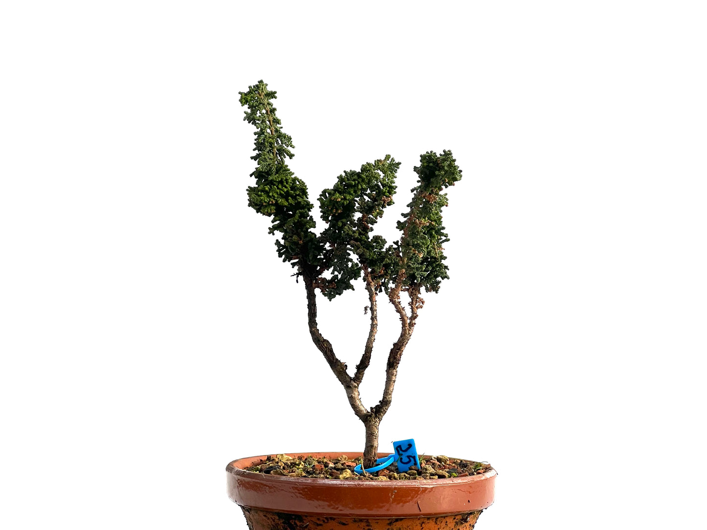 Sekka Hinoki 1165
