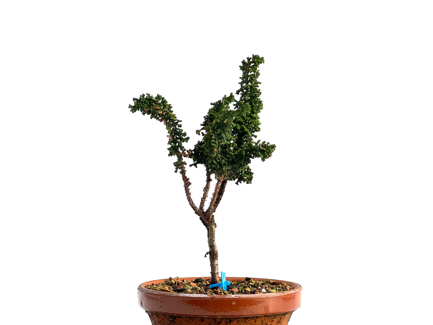 Sekka Hinoki 1165