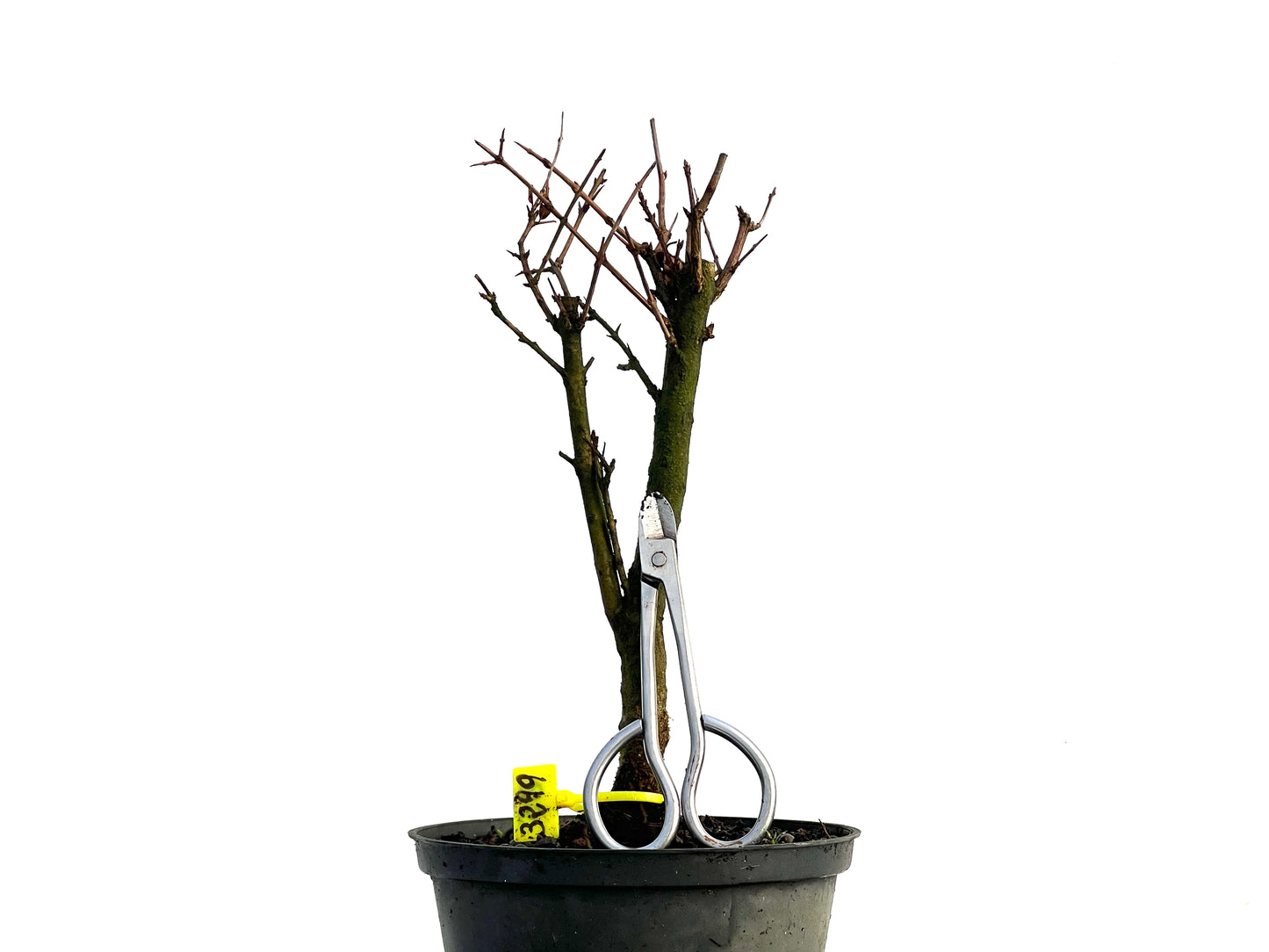 Punica Granatum Nana 3299