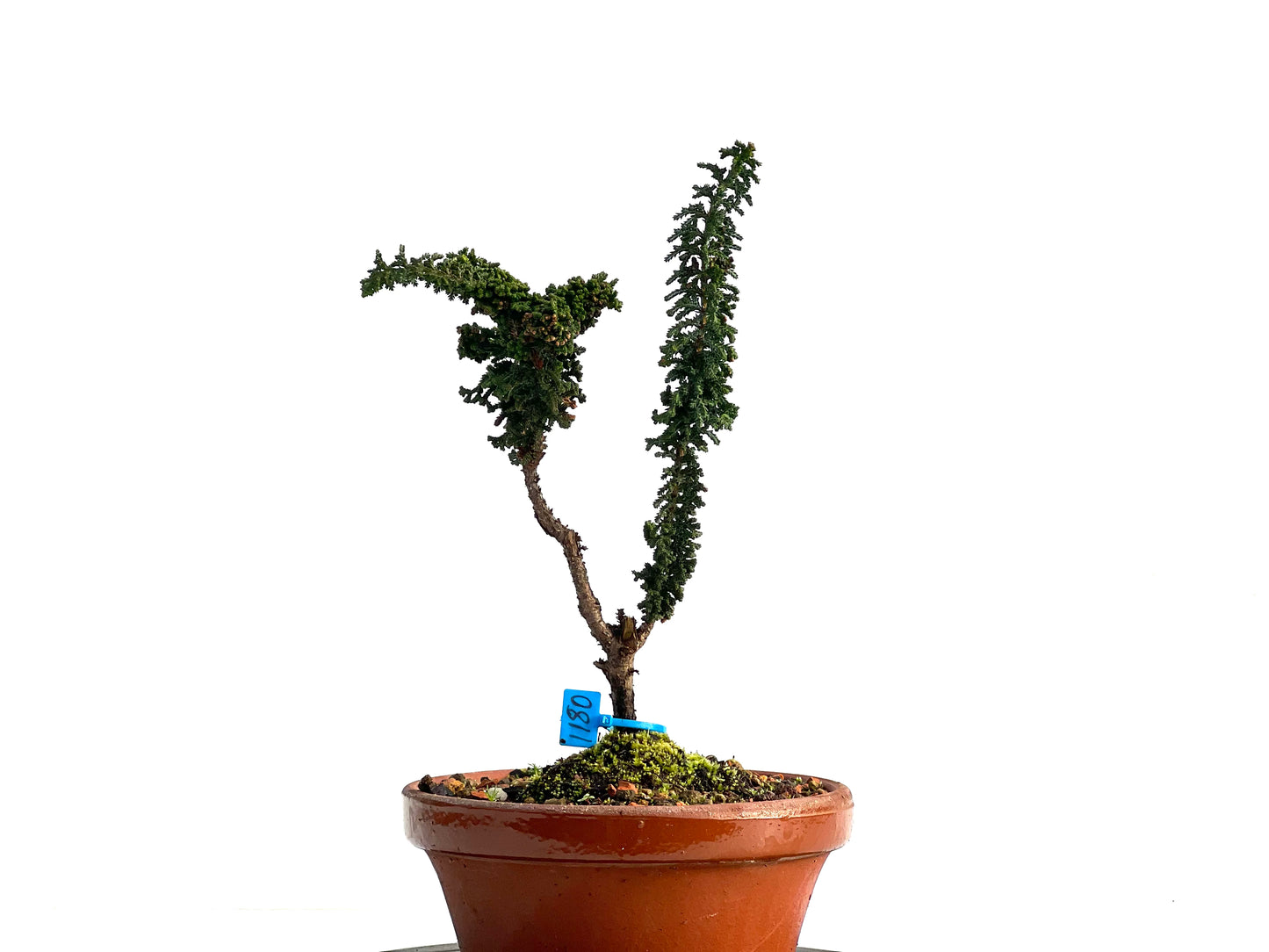 Sekka Hinoki 1180