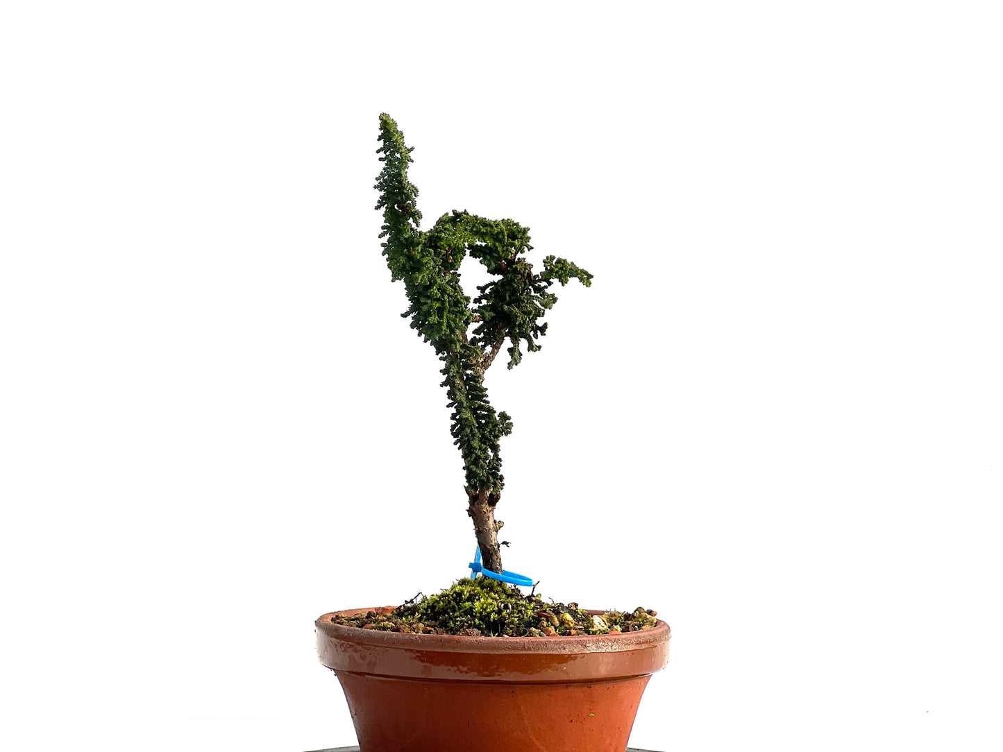 Sekka Hinoki 1180