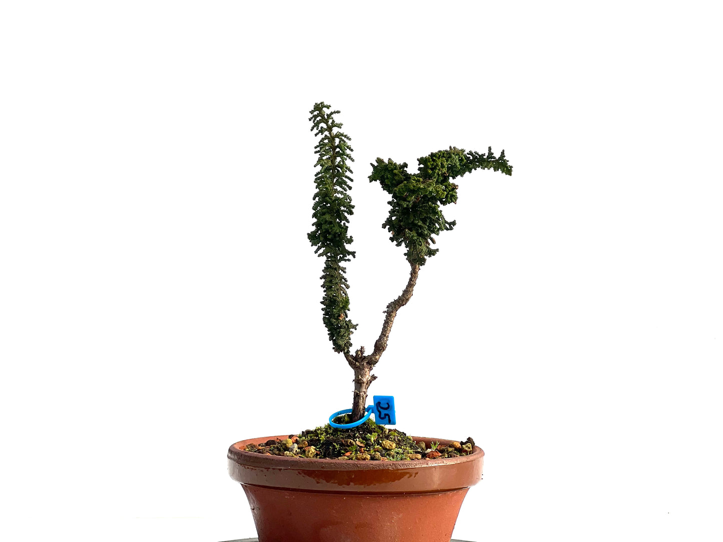 Sekka Hinoki 1180