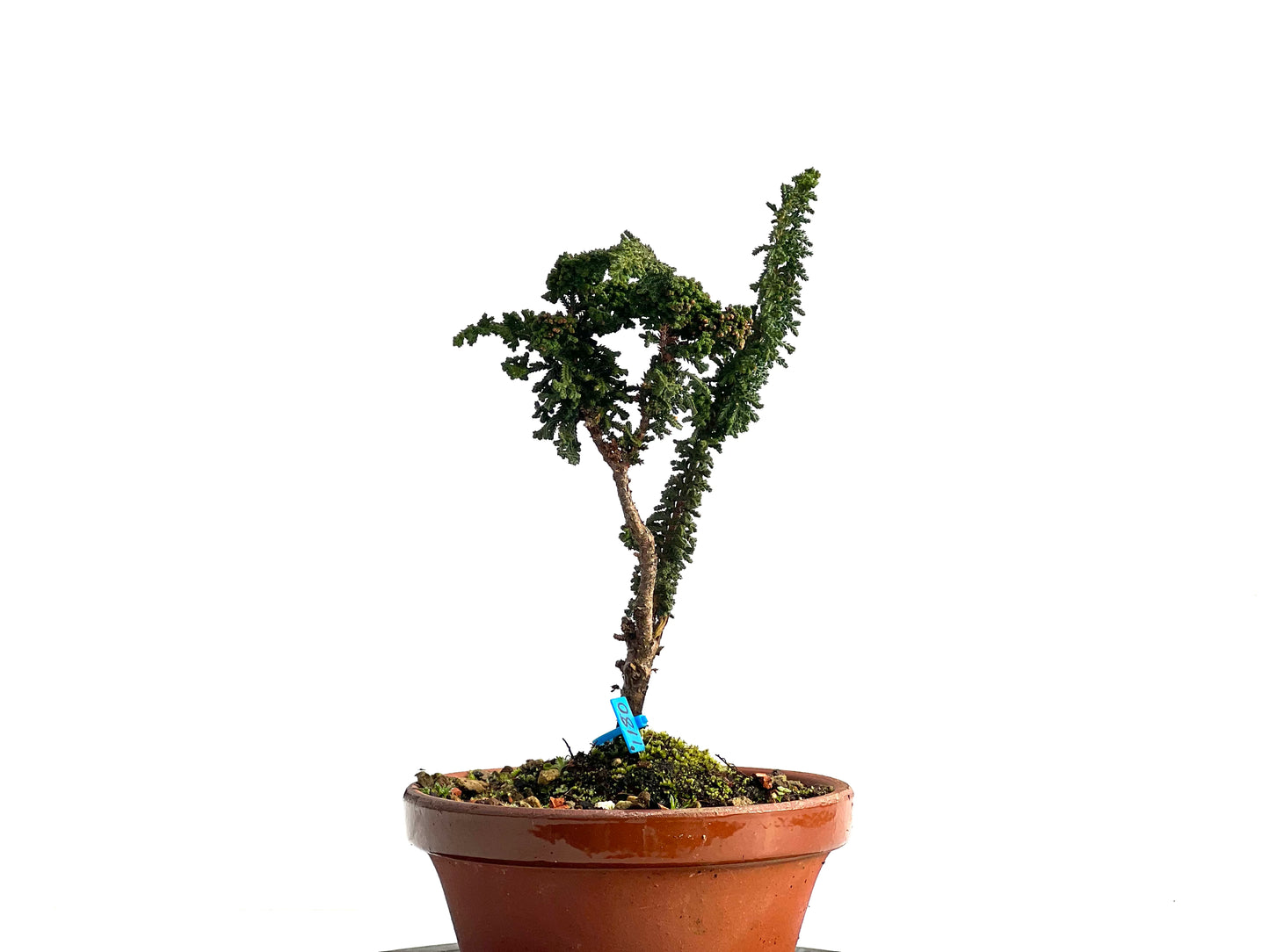 Sekka Hinoki 1180