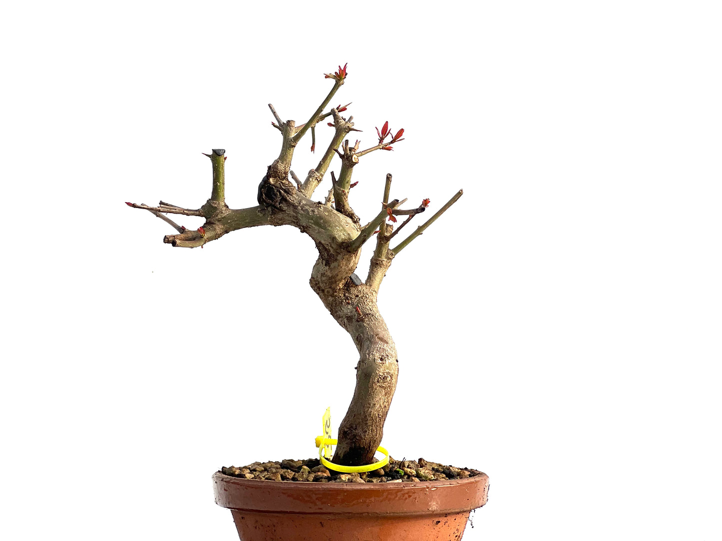 Punica Granatum Nejikan 1249