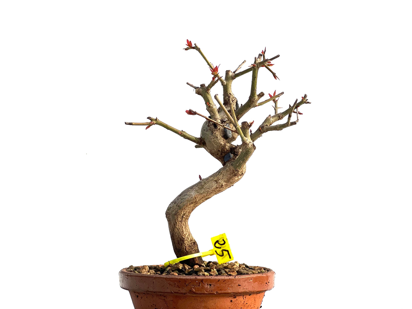 Punica Granatum Nejikan 1249