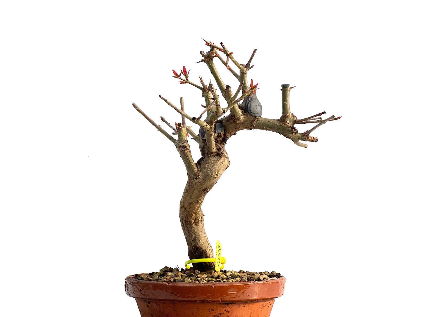 Punica Granatum Nejikan 1249
