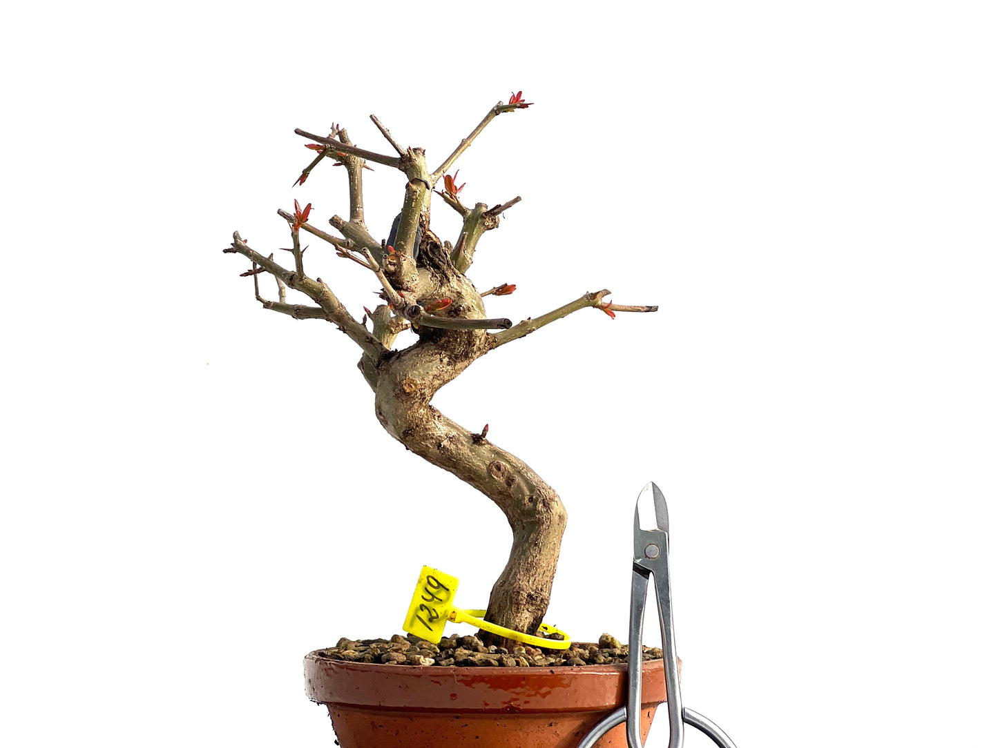 Punica Granatum Nejikan 1249