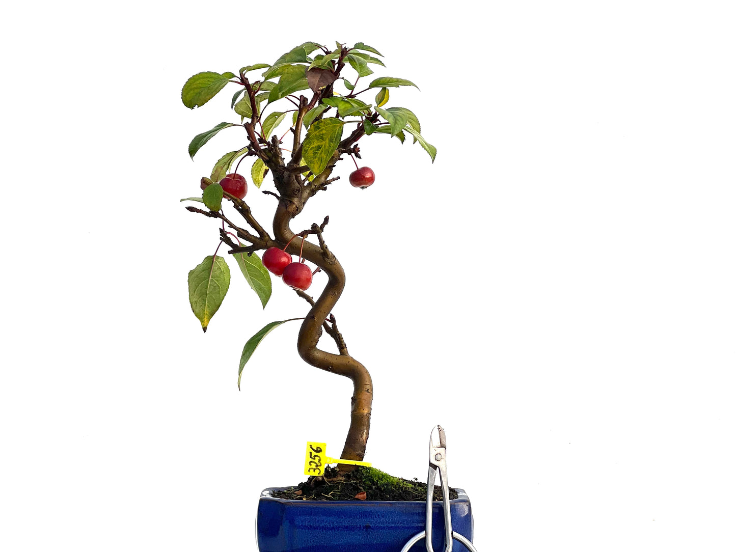 Malus Everest 3256