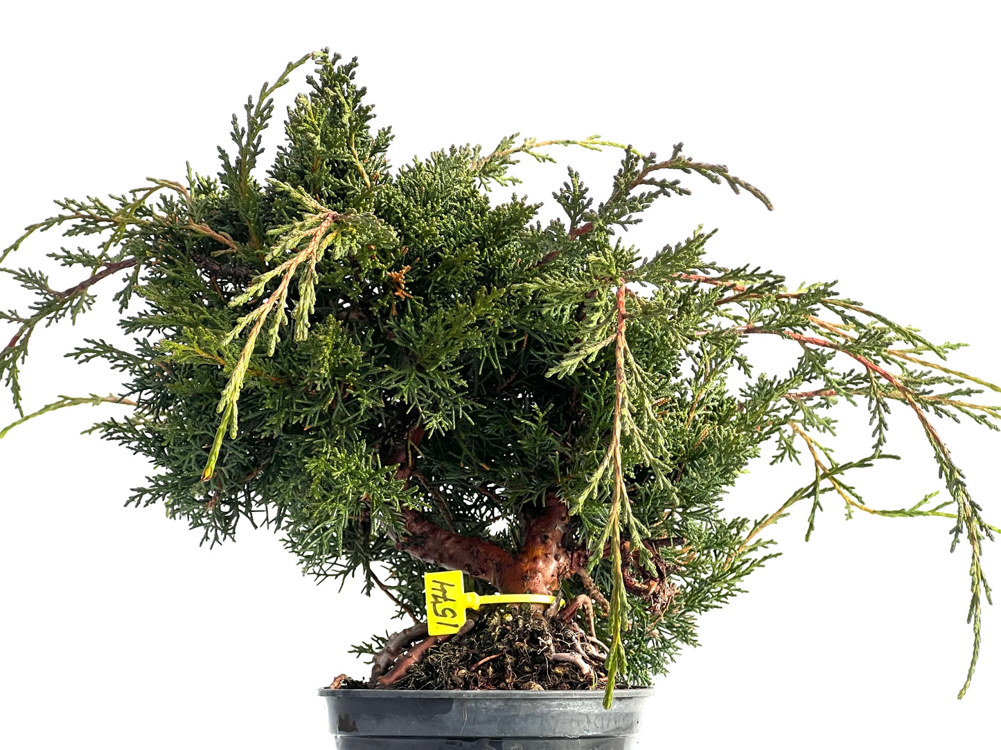 Juniperus Chinensis Kyshu 1574
