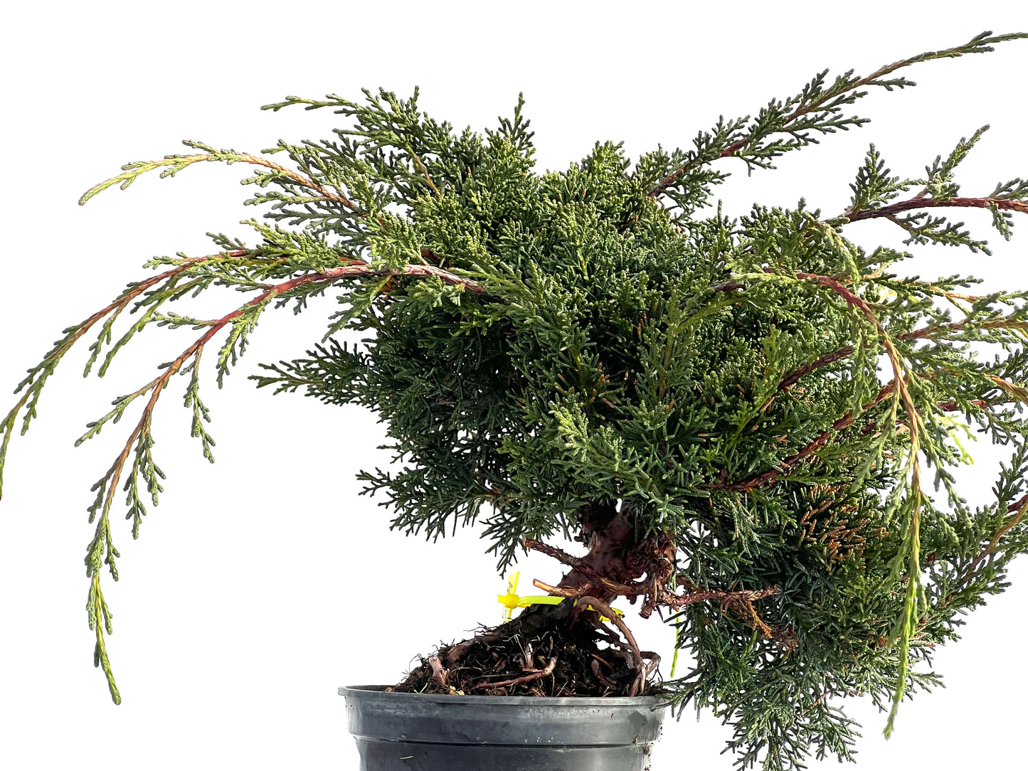 Juniperus Chinensis Kyshu 1574