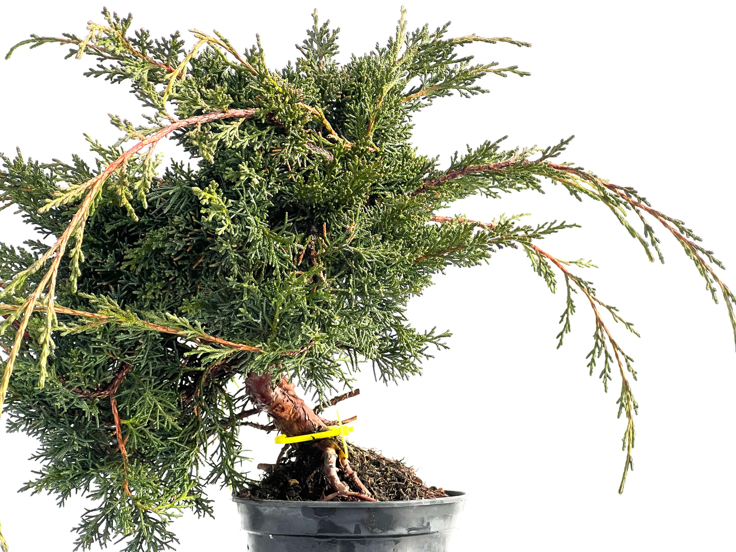 Juniperus Chinensis Kyshu 1574